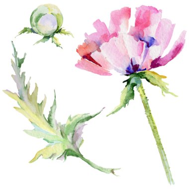 Kır çiçeği haşhaş çiçek izole bir suluboya tarzında.