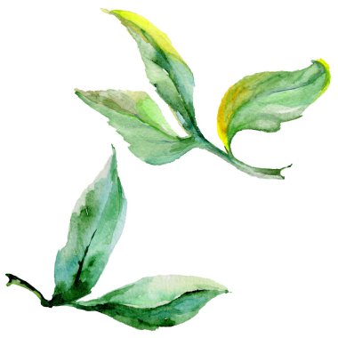 Kır çiçeği Şakayık çiçeği izole bir suluboya tarzında.