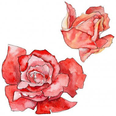 Kır çiçeği gül çiçek izole bir suluboya tarzında.