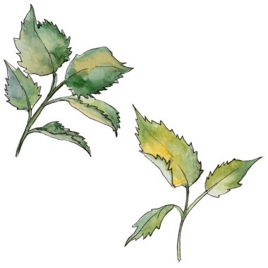 Kır çiçeği gül çiçek izole bir suluboya tarzında.