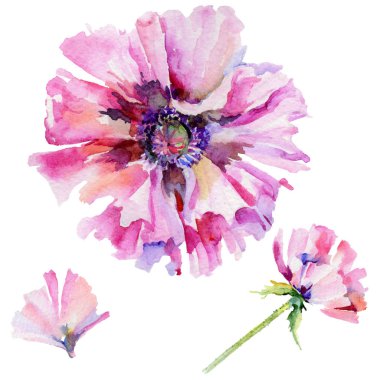 Kır çiçeği haşhaş çiçek izole bir suluboya tarzında.