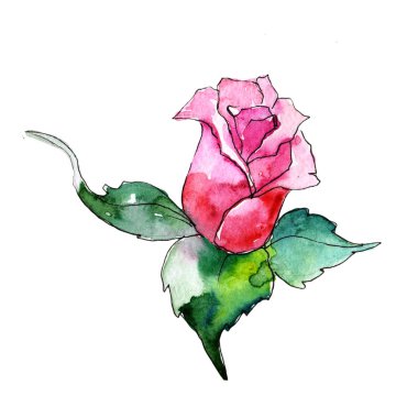 Kır çiçeği gül çiçek izole bir suluboya tarzında.