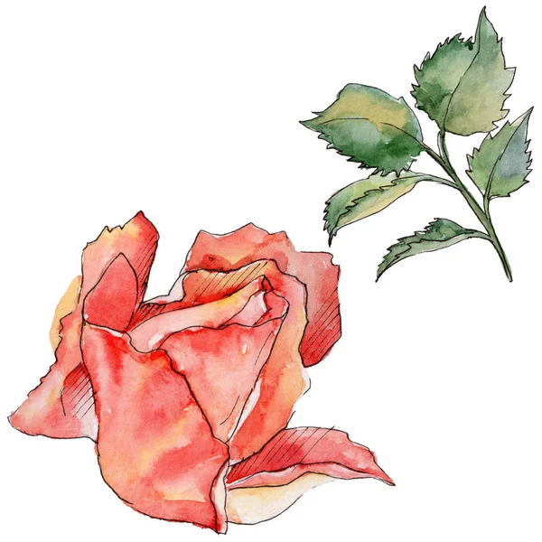 Kır çiçeği gül çiçek izole bir suluboya tarzında.