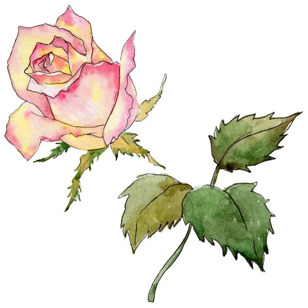 Wildblume Rose Blume in einem Aquarell-Stil isoliert. — Stockfoto