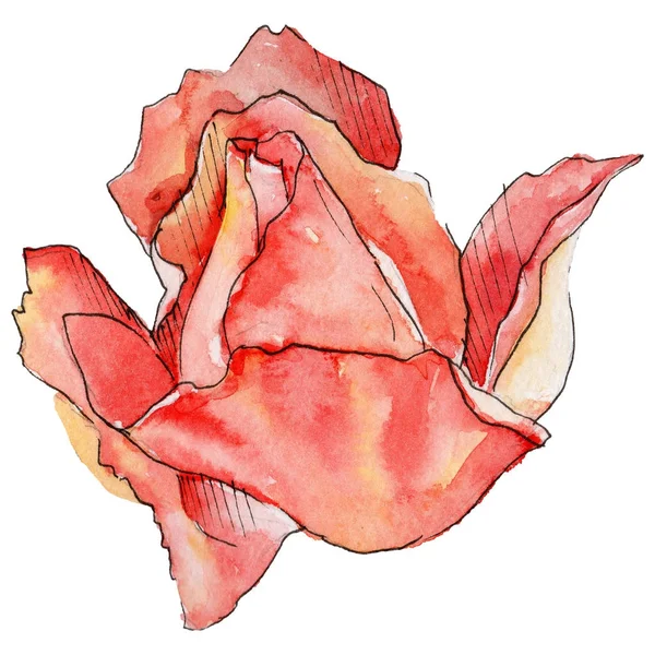 Fleurs sauvages rose fleur dans un style aquarelle isolé . — Photo
