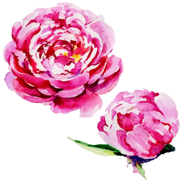 Wildflower peony flower in a watercolor style isolated. — Stock Photo, Image