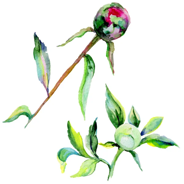 Kır çiçeği Şakayık çiçeği izole bir suluboya tarzında.