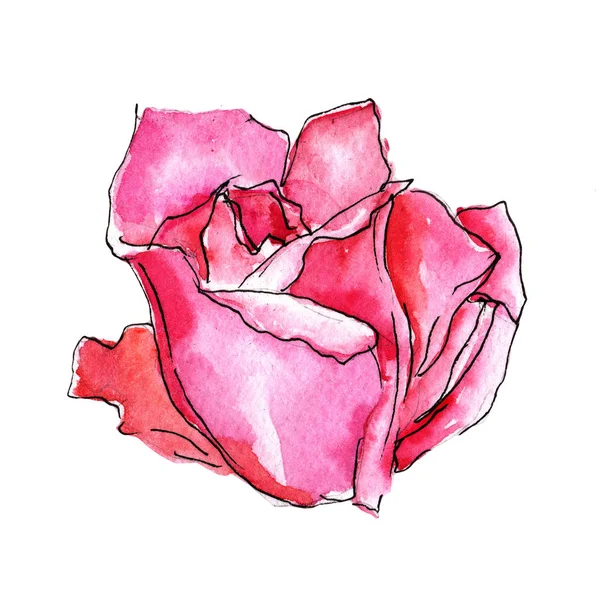 Kır çiçeği gül çiçek izole bir suluboya tarzında.