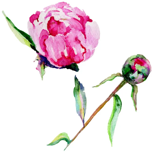 Kır çiçeği Şakayık çiçeği izole bir suluboya tarzında.