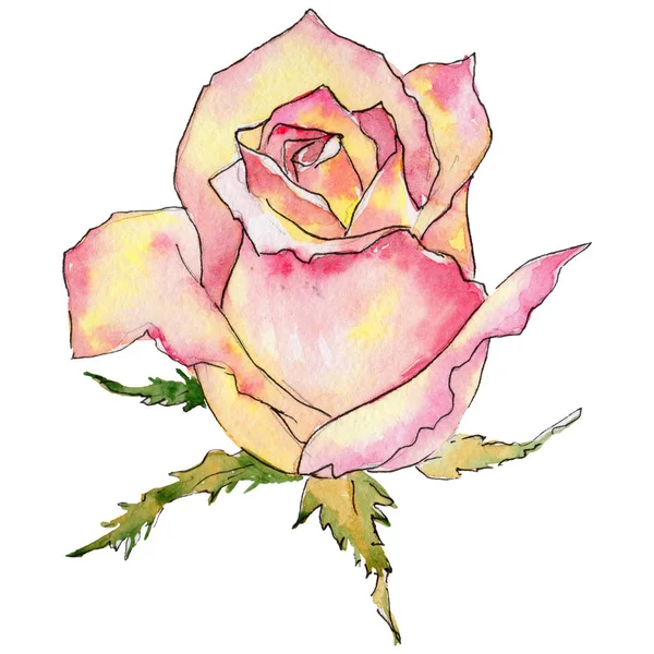 Kır çiçeği gül çiçek izole bir suluboya tarzında.