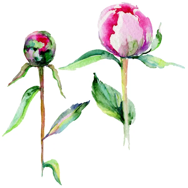 Kır çiçeği Şakayık çiçeği izole bir suluboya tarzında.