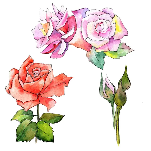 Kır çiçeği gül çiçek izole bir suluboya tarzında.