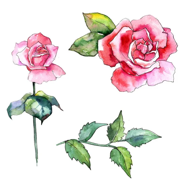 Kır çiçeği gül çiçek izole bir suluboya tarzında.