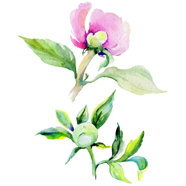 Fiore di peonia in stile acquerello isolato . — Foto Stock