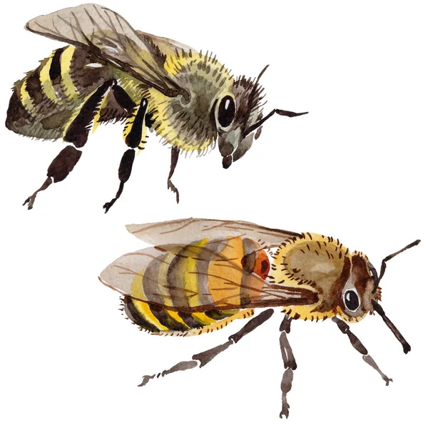 Egzotik arı vahşi böcek izole bir suluboya tarzında.