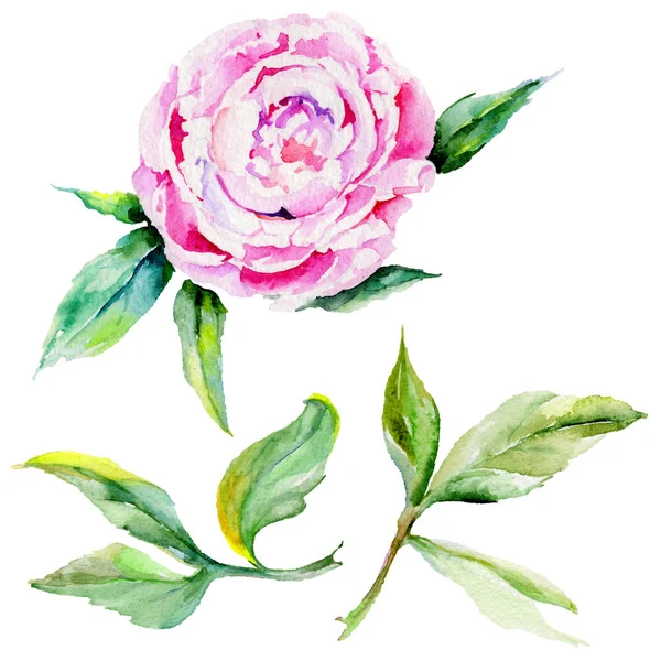 Fleur pivoine de fleurs sauvages dans un style aquarelle isolé . — Photo