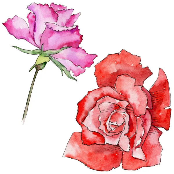 Kır çiçeği gül çiçek izole bir suluboya tarzında.