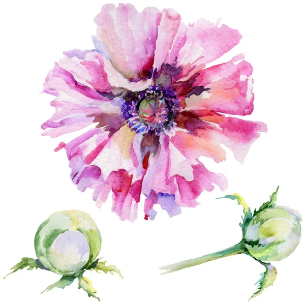 Kır çiçeği haşhaş çiçek izole bir suluboya tarzında.