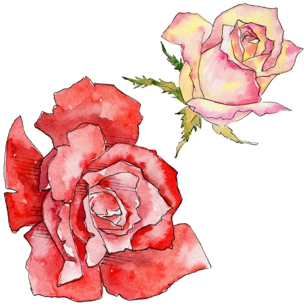 Kır çiçeği gül çiçek izole bir suluboya tarzında.