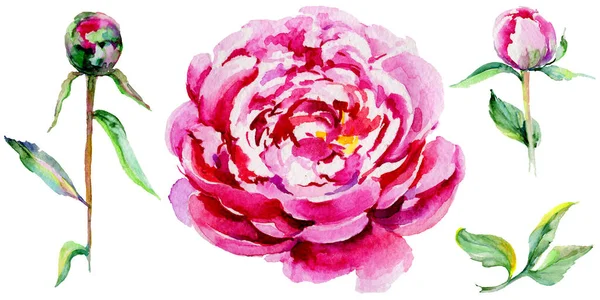 Kır çiçeği Şakayık çiçeği izole bir suluboya tarzında.