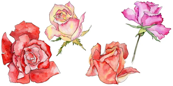 Kır çiçeği gül çiçek izole bir suluboya tarzında.