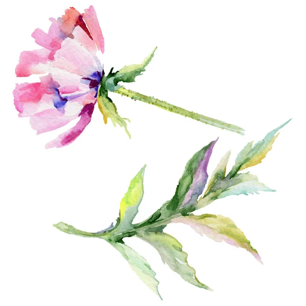 Wildblume Mohn Blume in einem Aquarell-Stil isoliert. — Stockfoto