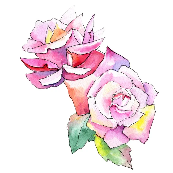 Kır çiçeği gül çiçek izole bir suluboya tarzında.