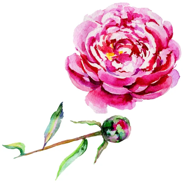 Kır çiçeği Şakayık çiçeği izole bir suluboya tarzında.