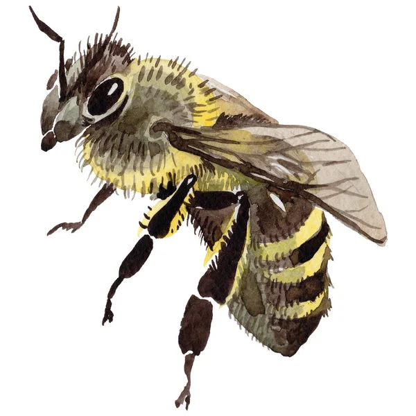 Exotic bee wild insect in a watercolor style isolated. — Stock Photo, Image