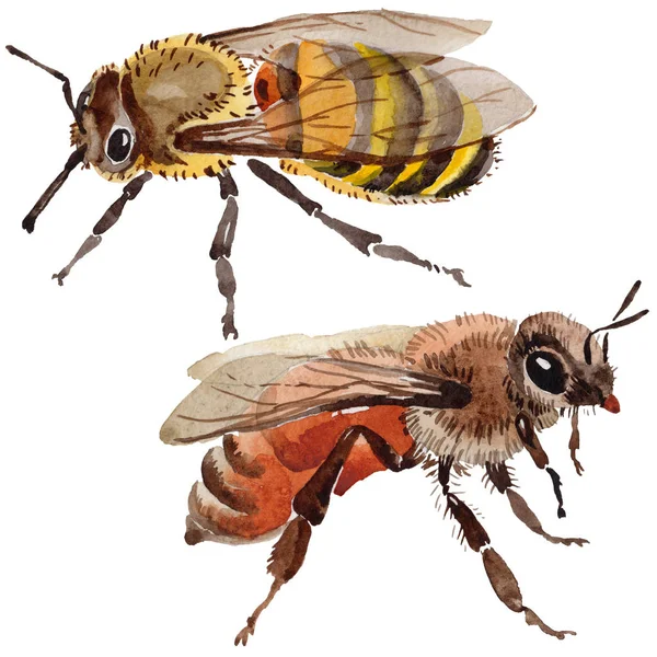 Insecte sauvage d'abeille exotique dans un style aquarelle isolé . — Photo