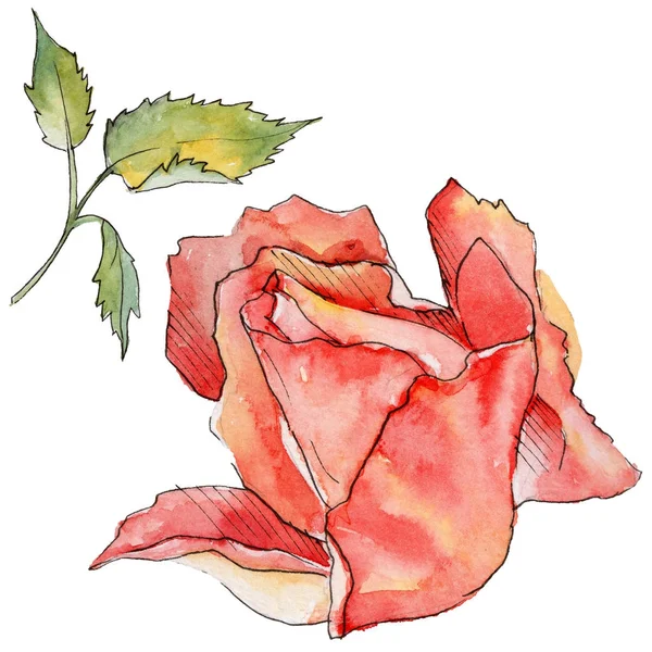 Kır çiçeği gül çiçek izole bir suluboya tarzında.