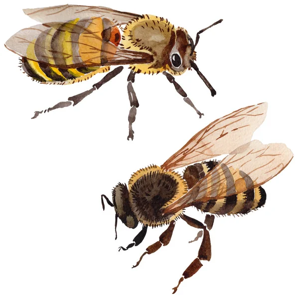 Εξωτικά μέλισσα άγριων εντόμων σε στυλ υδροχρώματος απομονωμένες. — Φωτογραφία Αρχείου