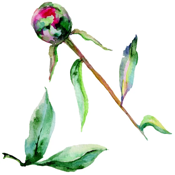 Wildflower pion blomma i akvarell stil isolerade. — Stockfoto