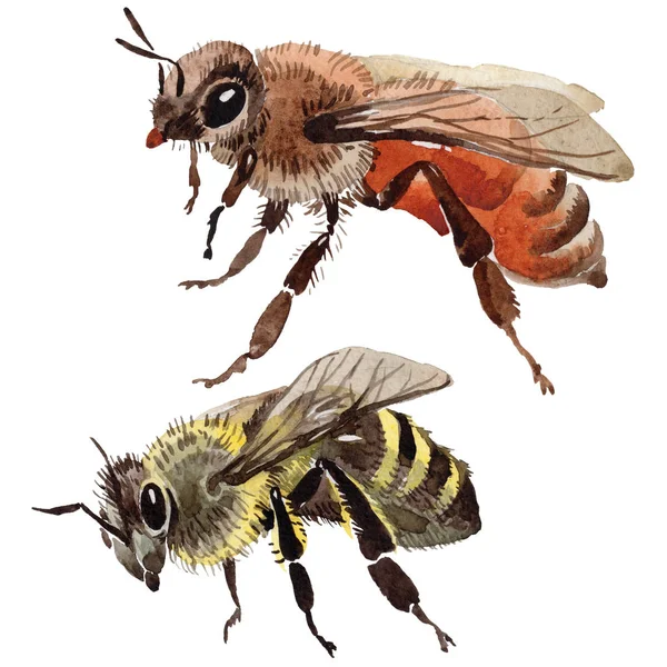 Egzotik arı vahşi böcek izole bir suluboya tarzında.