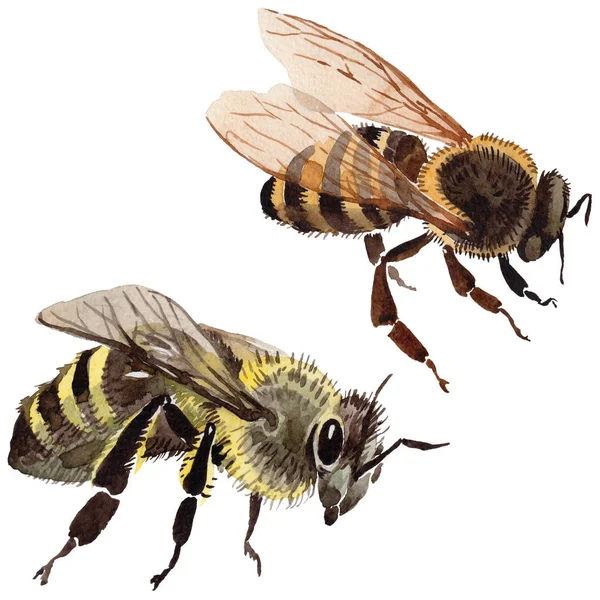 Insecte sauvage d'abeille exotique dans un style aquarelle isolé . — Photo