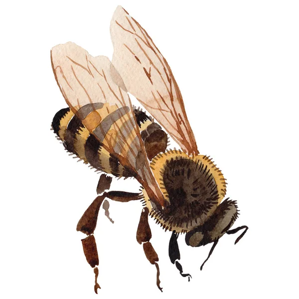 Egzotik arı vahşi böcek izole bir suluboya tarzında.