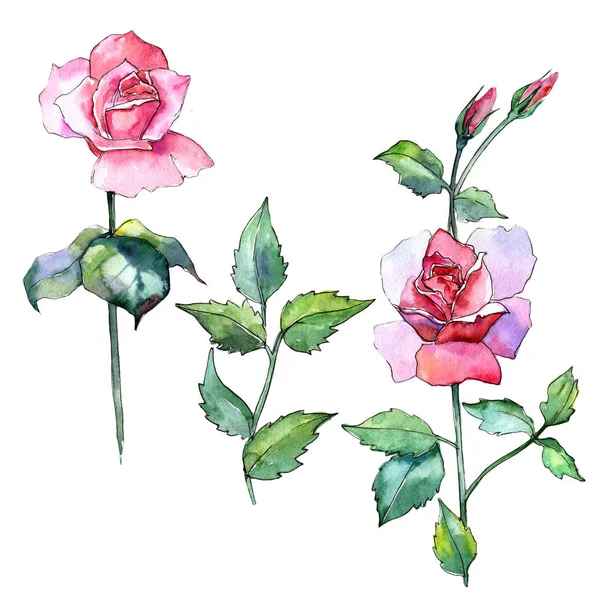 Wildflower rose flower in a watercolor style isolated. — Stock Photo, Image