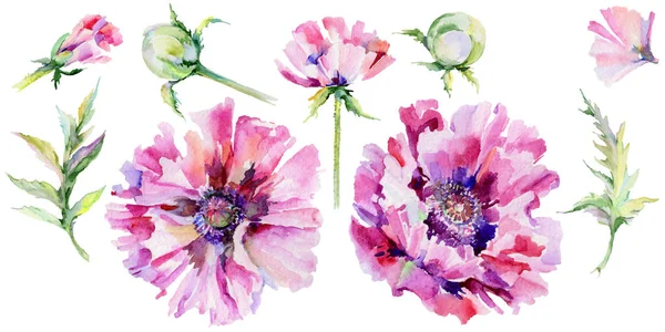 Wildflower poppy bloem in een aquarel stijl geïsoleerd. — Stockfoto
