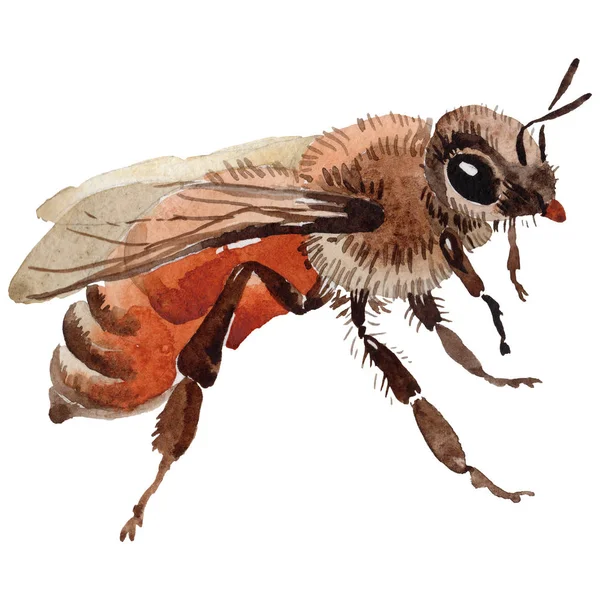 Inseto selvagem de abelha exótica em um estilo aquarela isolado . — Fotografia de Stock