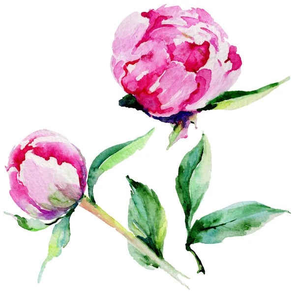 Kır çiçeği Şakayık çiçeği izole bir suluboya tarzında.