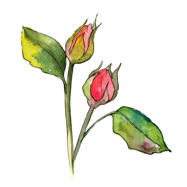 Kır çiçeği gül çiçek izole bir suluboya tarzında.