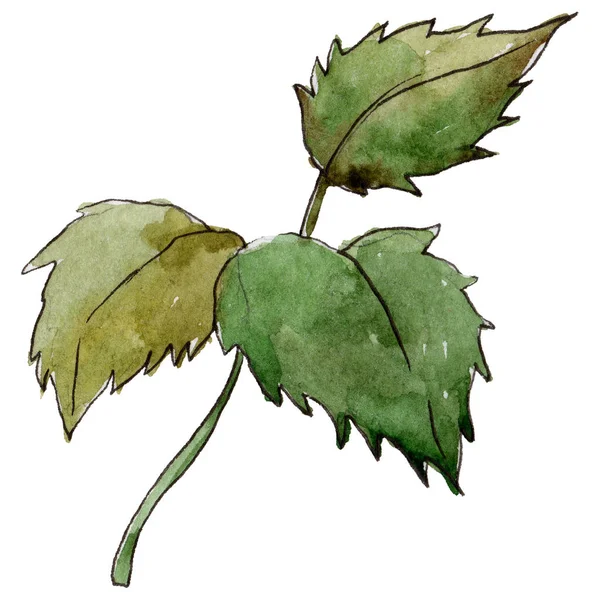 Kır çiçeği gül yaprak çiçek izole bir suluboya tarzında.