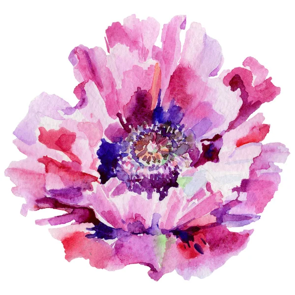 Kır çiçeği haşhaş çiçek izole bir suluboya tarzında.