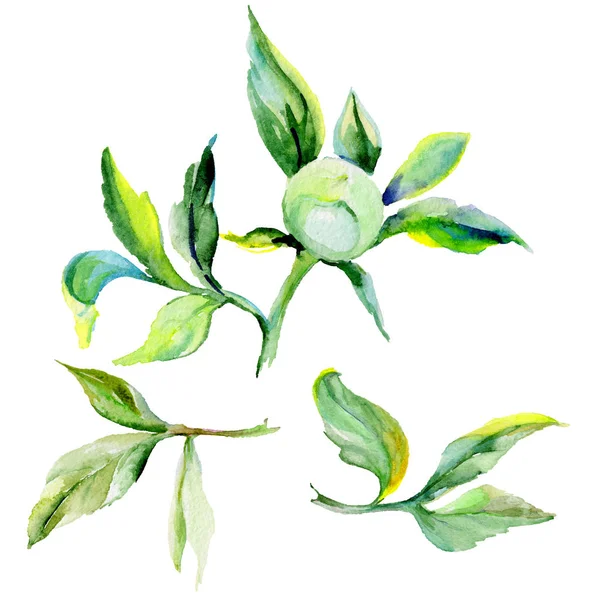 Kır çiçeği Şakayık çiçeği izole bir suluboya tarzında.