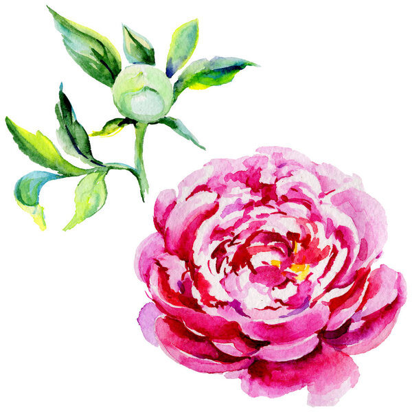 Цветок дикого пиона в акварельном стиле изолирован
.
