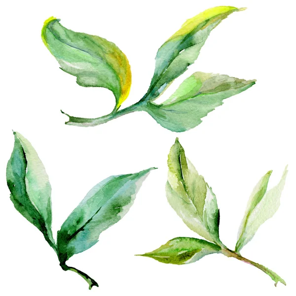 Kır çiçeği Şakayık çiçeği izole bir suluboya tarzında.