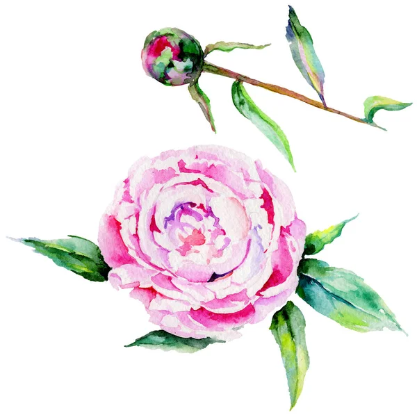 Fleur pivoine de fleurs sauvages dans un style aquarelle isolé . — Photo