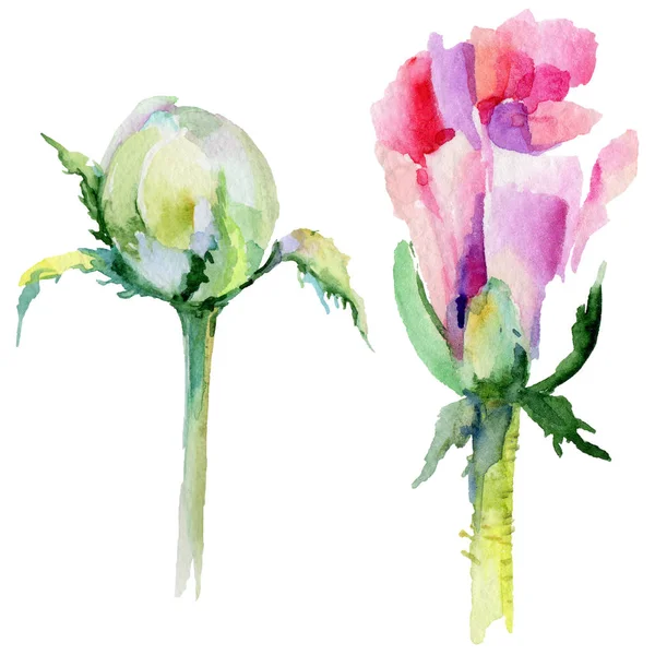 Kır çiçeği haşhaş çiçek izole bir suluboya tarzında.