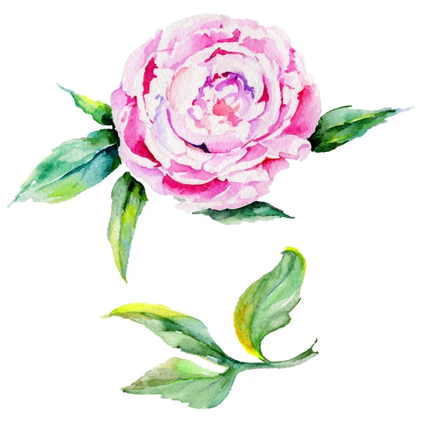 Wildflower peony flower in a watercolor style isolated. — Stock Photo, Image