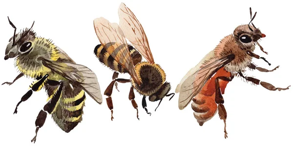 Egzotyczne bee dziki owadów w stylu przypominającym akwarele na białym tle. — Zdjęcie stockowe